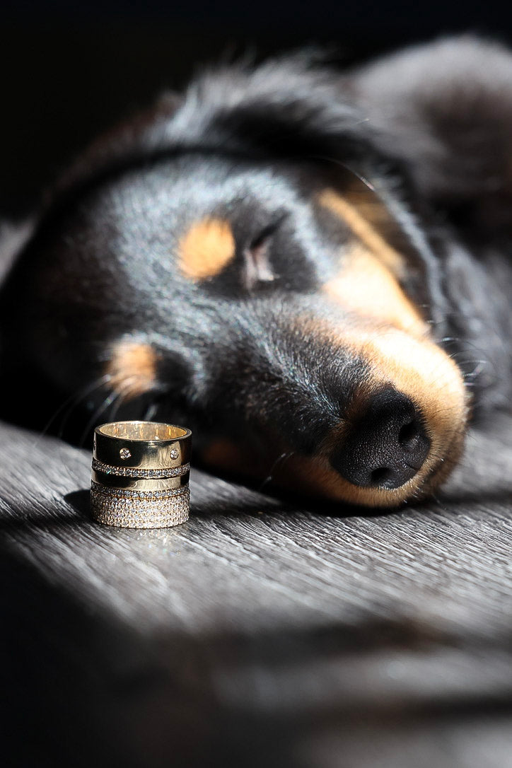 Sausage dog with gold rings 
